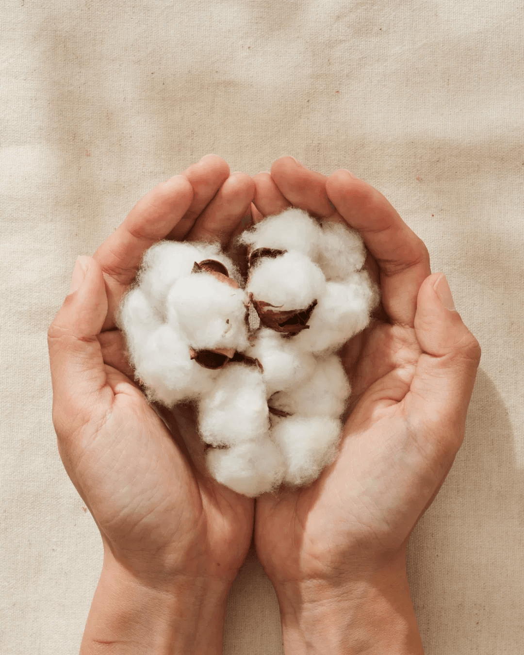 Hands holding cotton bolls